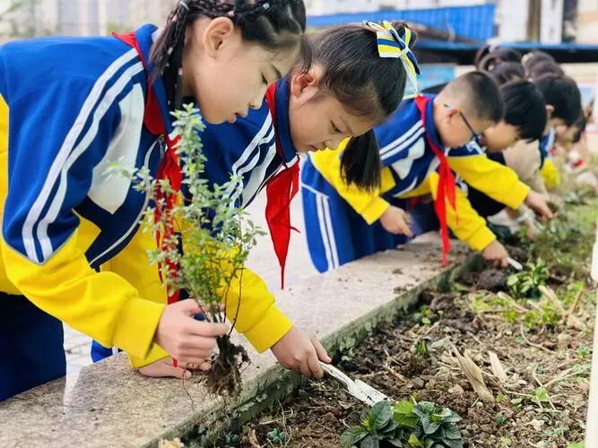 许愿植树