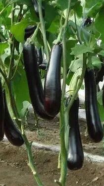 水果蔬菜