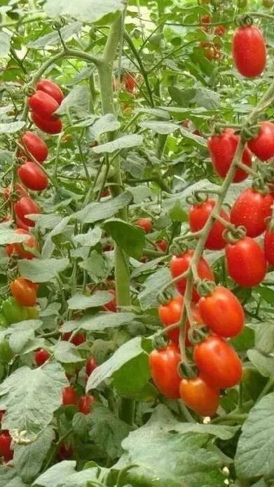 水果蔬菜